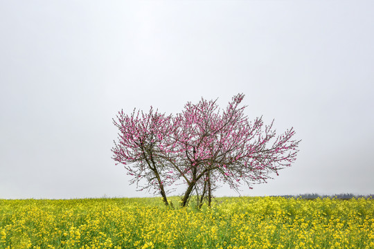 桃花