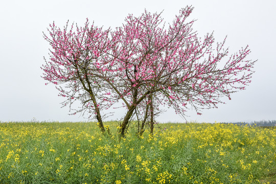桃花