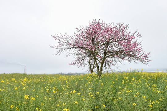 桃花