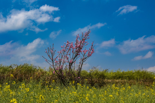 桃花