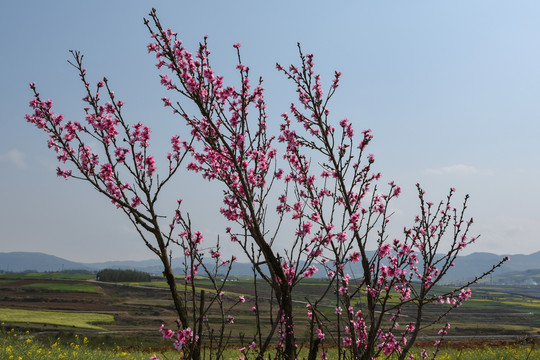 桃花