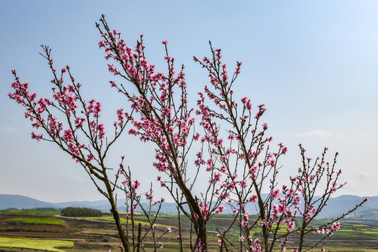 桃花