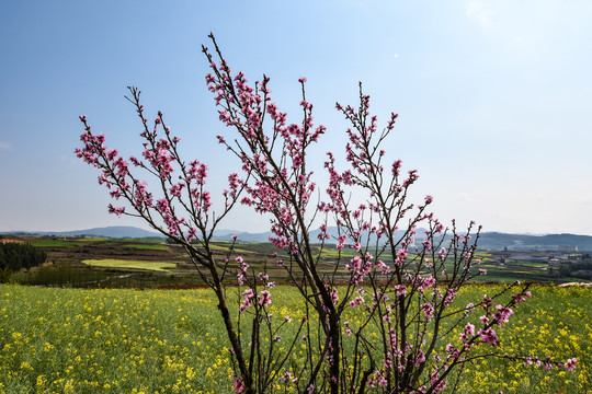 桃花