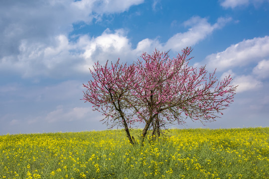 桃花