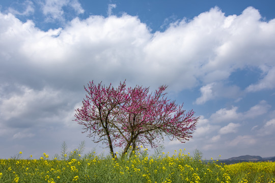 桃花