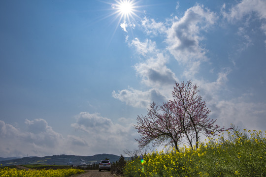 桃花