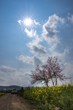 桃花