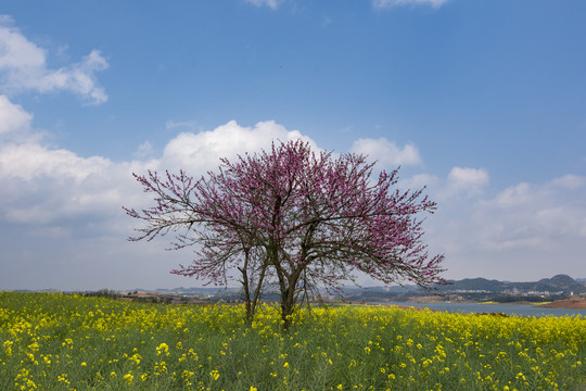 桃花