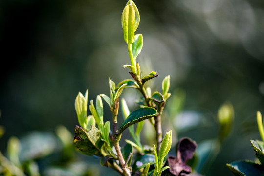 春茶古树茶