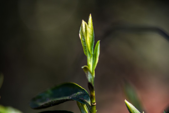 春茶古树茶