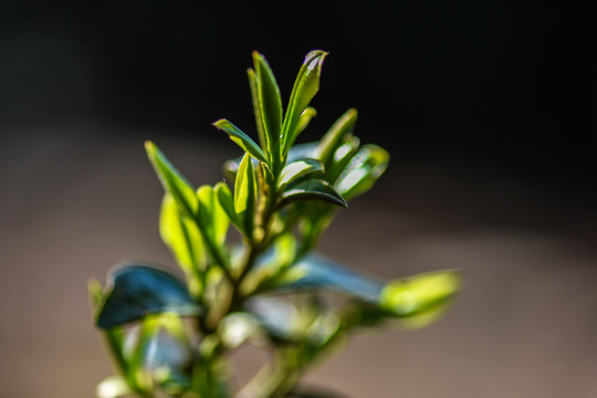 春茶古树茶