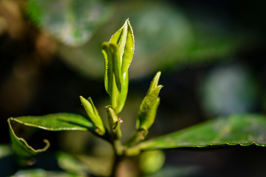 春茶古树茶