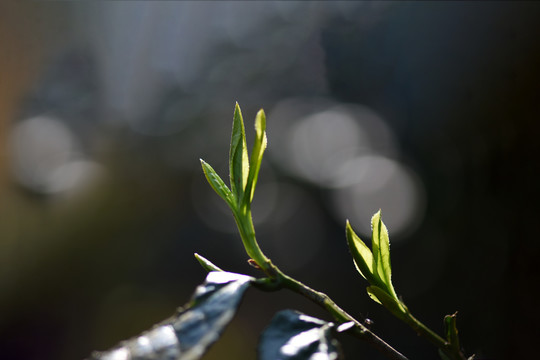 春茶古树茶