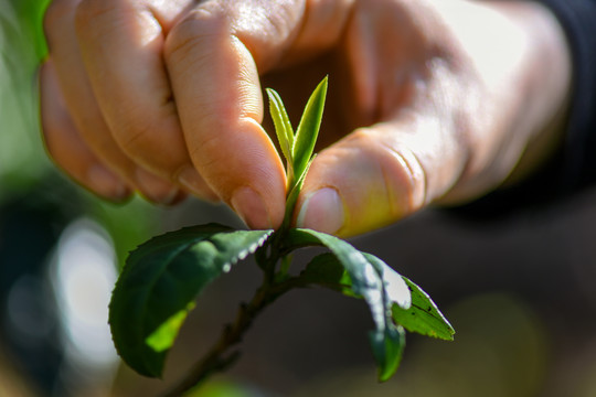 春茶古树茶