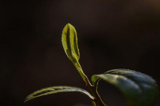 春茶古树茶