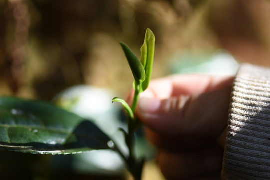 春茶古树茶