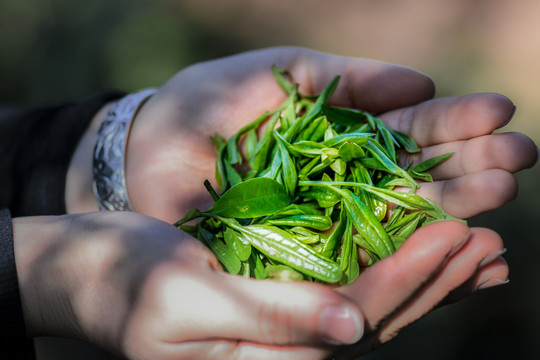 春茶古树茶