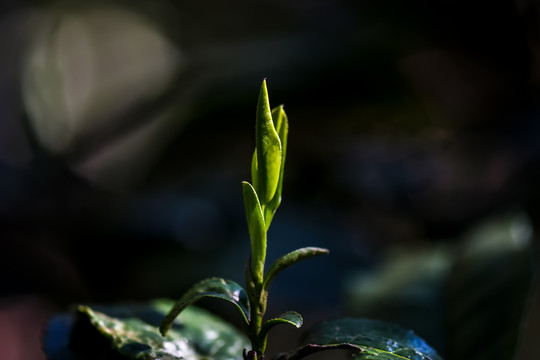 春茶古树茶