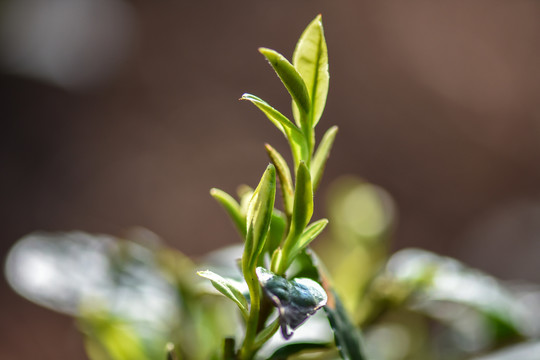 春茶古树茶