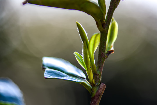春茶古树茶