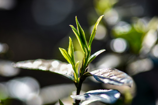 春茶古树茶