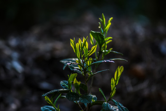 春茶古树茶