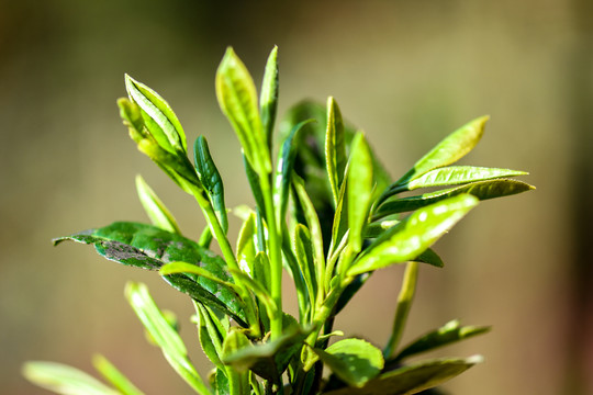 春茶古树茶