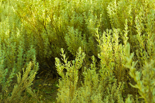 春天里的绿色小草植物