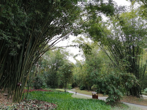 福州国家森林公园竹林