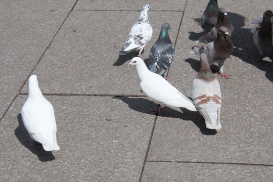 索菲亚大教堂广场上悠闲的鸽子