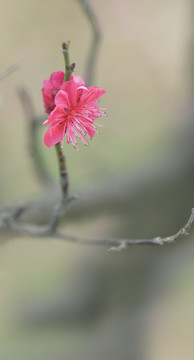 红梅