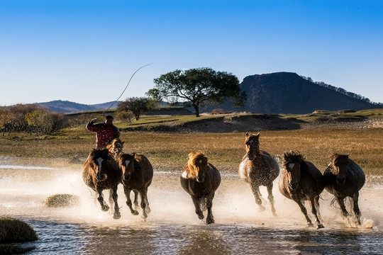 中国丰宁坝上草原牧场的奔跑的马