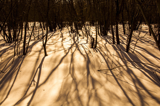 丛林雪地光影