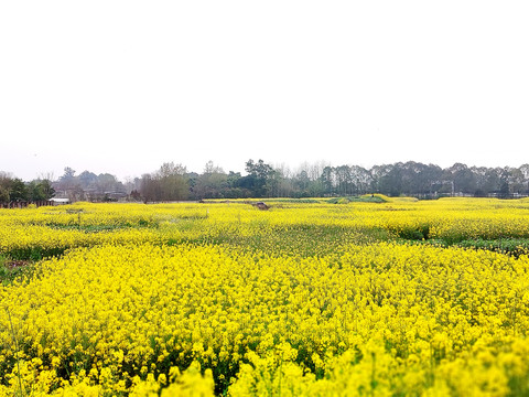 油菜花