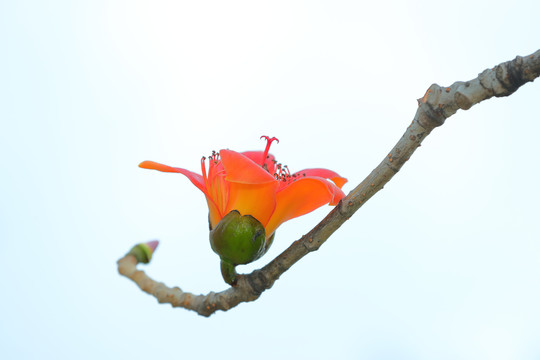 木棉花