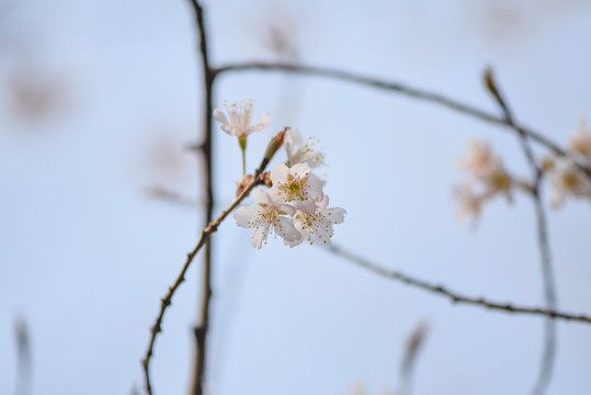 樱花