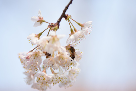 樱花