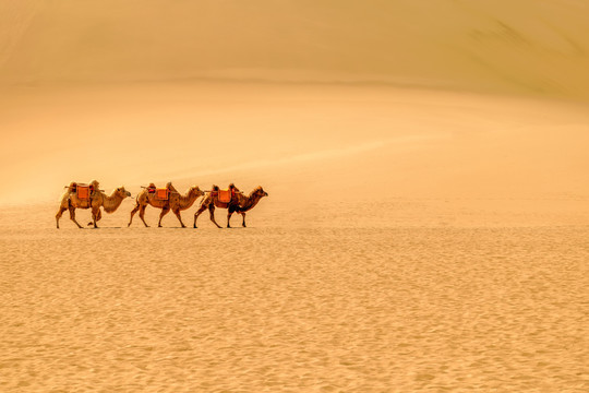 敦煌鸣沙山景区骆驼