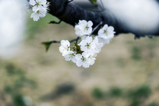 一枝樱桃花