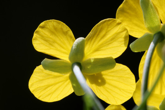 油菜花