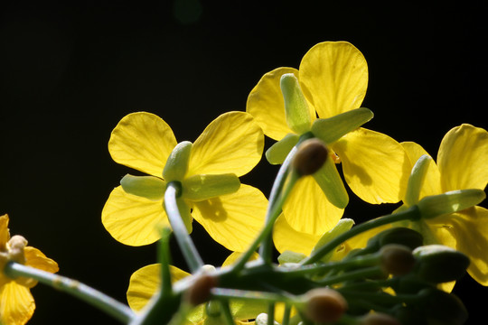 油菜花