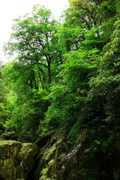 雅安荥经龙苍沟风景