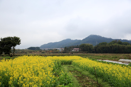 油菜花