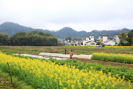 油菜花