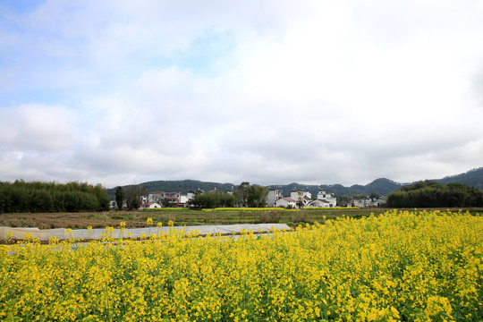 油菜花