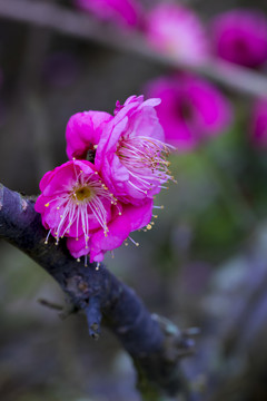 梅花