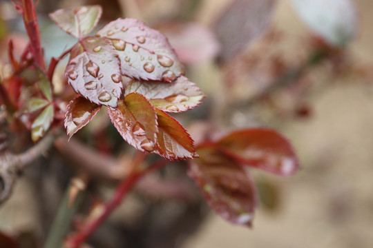 雨后的月季花枝