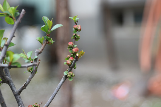 含苞待放的月季花苞