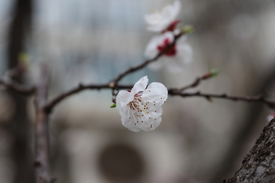 盛开的杏花