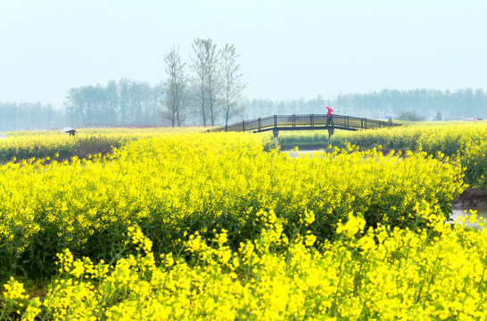 兴化千垛油菜花田